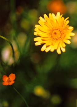 DeathValleyFlowers_5B