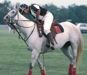 Polo_4